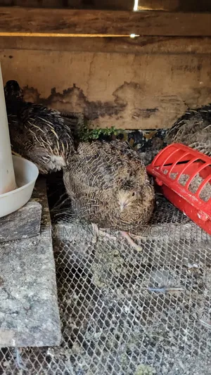 QUAIL Birds, Chick's Eggs