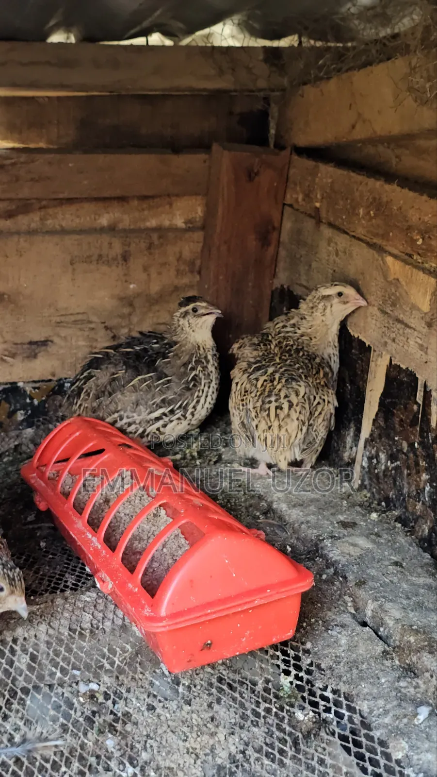 QUAIL Birds, Chick's Eggs