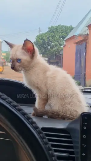 1-3 months Male Purebred Siamese
