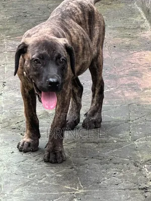 1-3 months Male Purebred Boerboel