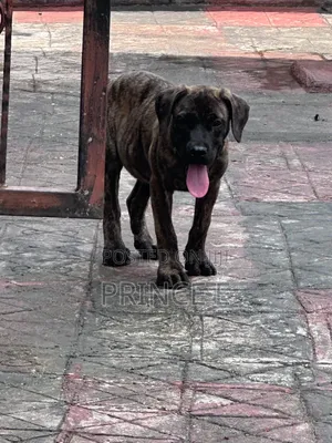 1-3 months Male Purebred Boerboel