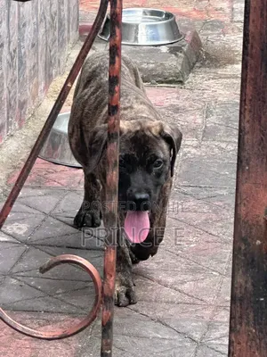 1-3 months Male Purebred Boerboel