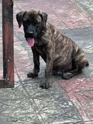 1-3 months Male Purebred Boerboel