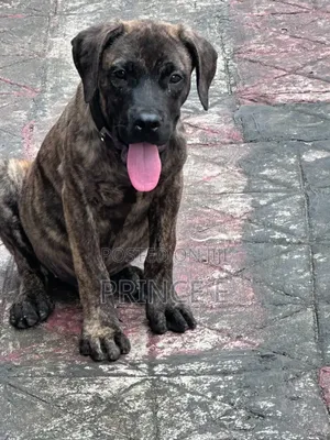 1-3 months Male Purebred Boerboel