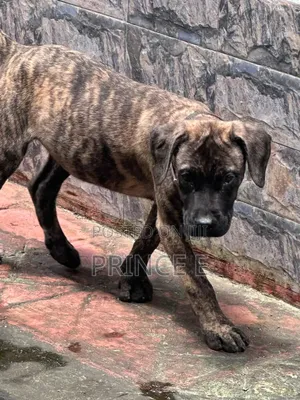 1-3 months Male Purebred Boerboel