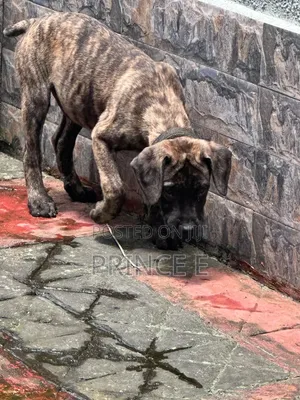 1-3 months Male Purebred Boerboel
