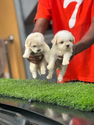 1-3 months Male Purebred Lhasa Apso