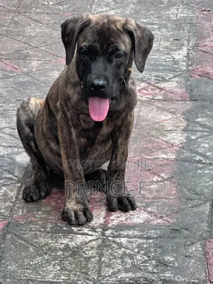 1-3 months Male Purebred Boerboel