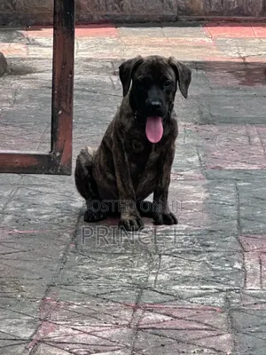 1-3 months Male Purebred Boerboel