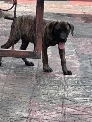 1-3 months Male Purebred Boerboel