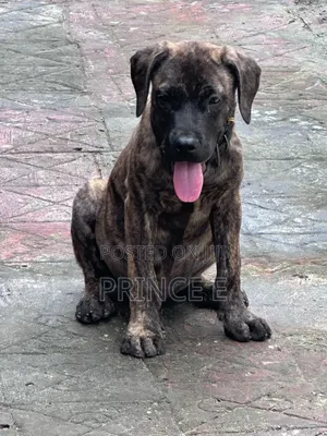 1-3 months Male Purebred Boerboel