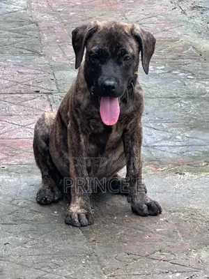 1-3 months Male Purebred Boerboel