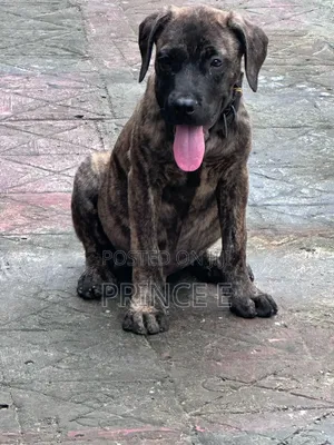 1-3 months Male Purebred Boerboel