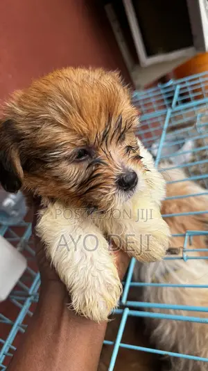 1-3 months Female Purebred Lhasa Apso