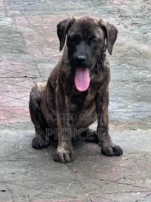 1-3 months Male Purebred Boerboel
