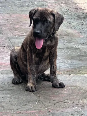 1-3 months Male Purebred Boerboel