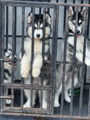 1-3 months Male Purebred Siberian Husky