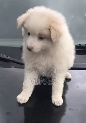 1-3 months Female Purebred American Eskimo