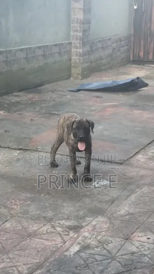 1-3 months Male Purebred Boerboel