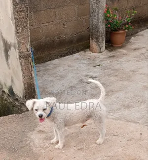 1+ year Male Purebred Lhasa Apso