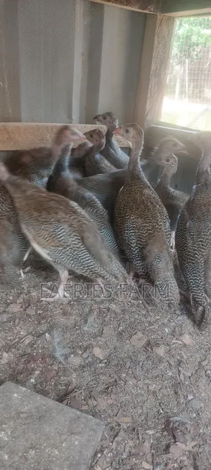Guinea Fowl