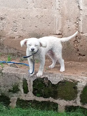 1+ year Male Purebred Lhasa Apso