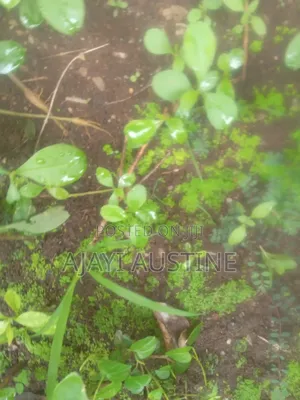 100 Hectares of Land at Usuma District Abuja for Sale