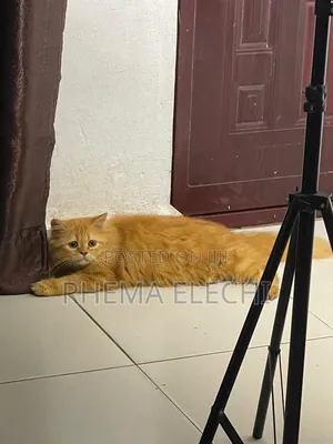 3-6 months Female Purebred Persian