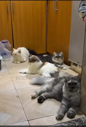 1+ year Female Purebred Persian