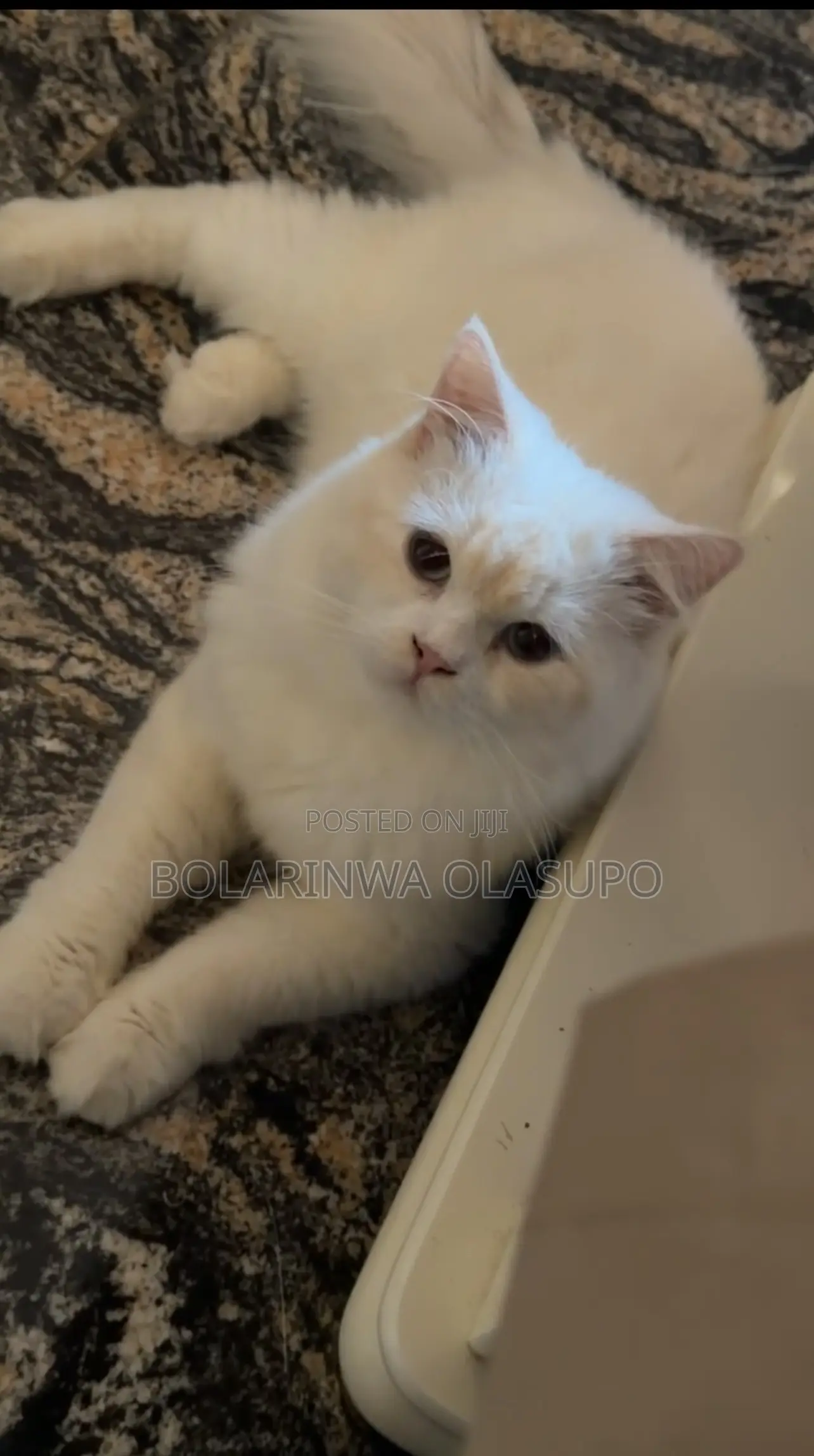 1+ year Female Purebred Persian