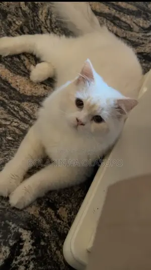 1+ year Female Purebred Persian