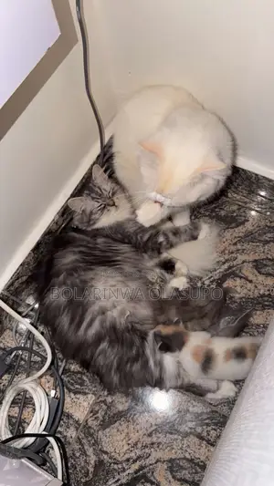 1+ year Female Purebred Persian