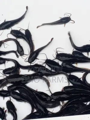 Healthy Catfish Juveniles