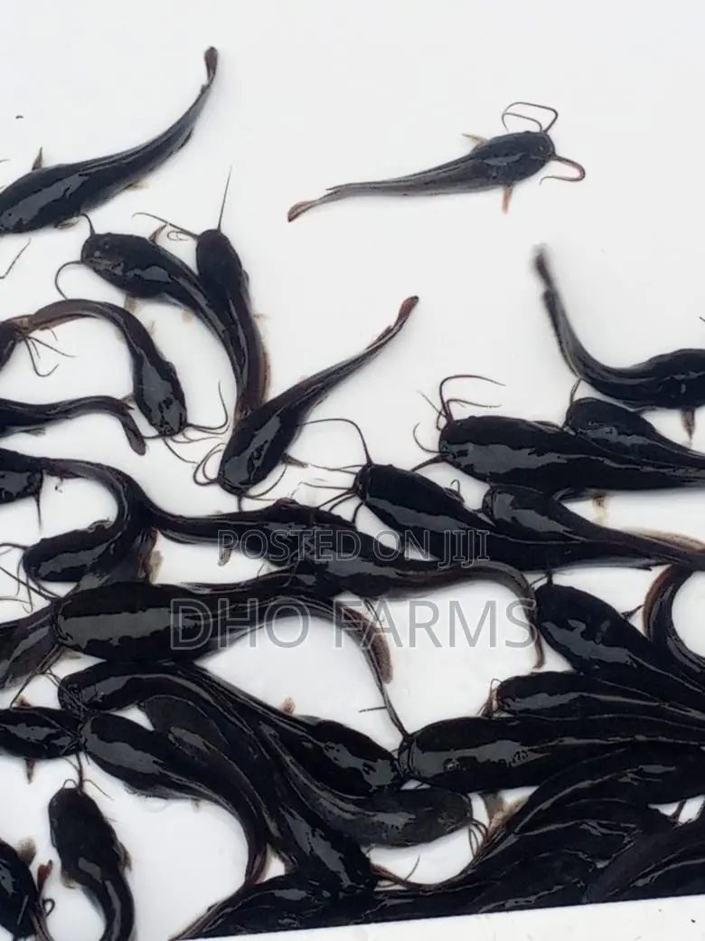Healthy Catfish Juveniles
