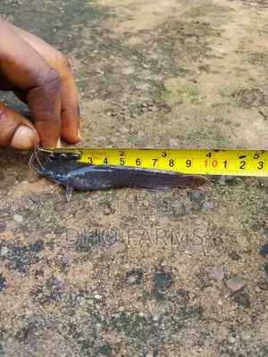 Healthy Catfish Juveniles
