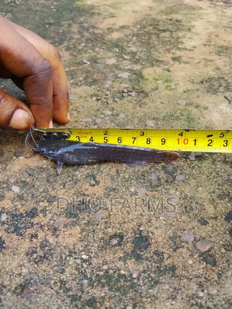 Healthy Catfish Juveniles