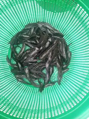 Healthy Catfish Juveniles