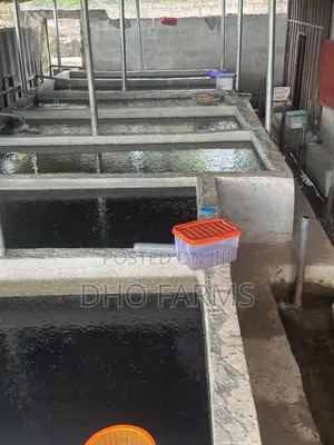 Healthy Catfish Juveniles