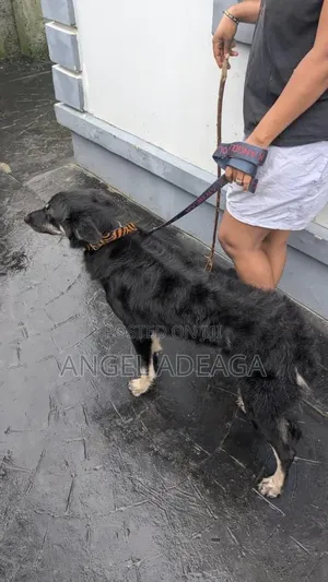 6-12 months Female Purebred German Shepherd