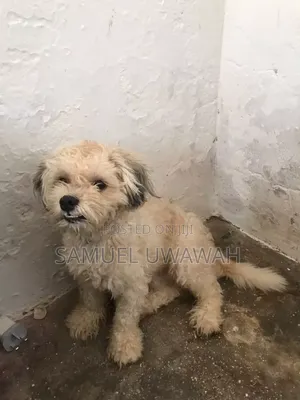1+ year Male Purebred Lhasa Apso