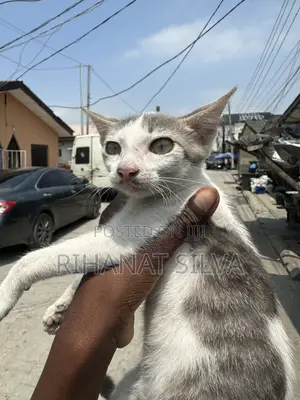 3-6 months Female Mixed Breed Tabby
