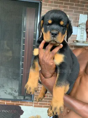 3-6 months Male Purebred Rottweiler