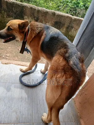 1+ year Male Purebred German Shepherd