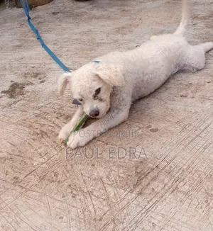1+ year Male Purebred Lhasa Apso