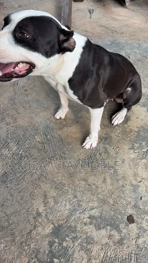 1+ year Female Purebred American Pit Bull Terrier