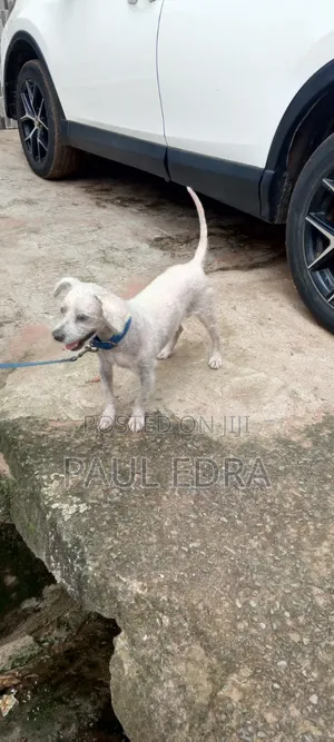 1+ year Male Purebred Lhasa Apso
