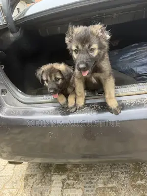 1-3 months Female Purebred Caucasian Shepherd