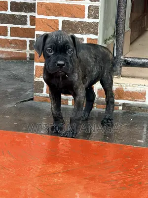 1-3 months Female Purebred Cane Corso