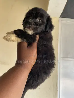 1-3 months Male Purebred Lhasa Apso