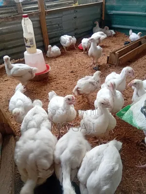4 Week Broiler Is Available 5000
